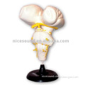 human brain stem model anatomical model